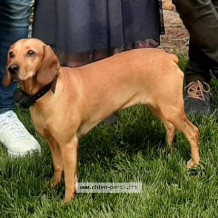 Photo 1/2 Chien retrouvé Perdu à Beaulieu sur layon