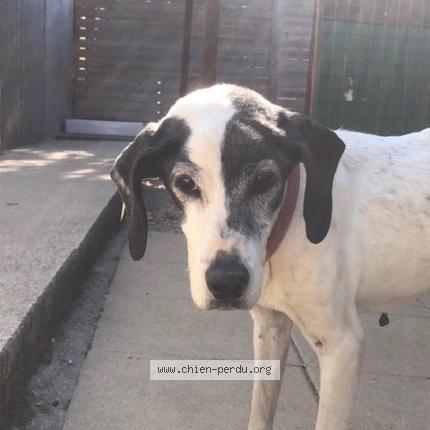 Photo de chien trouvé à Saint Maximin La Sainte Baume