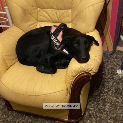 Photo de chien perdu à Ecouen