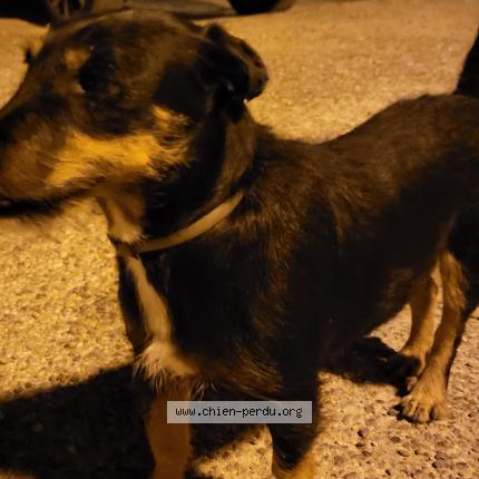 Photo 1/1 Chien retrouvé Trouvé à Gordes