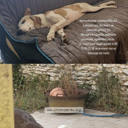 Photo de chien perdu à Javrezac