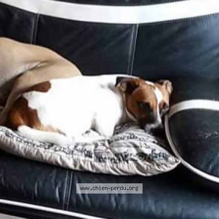 Photo de chien perdu à Cars