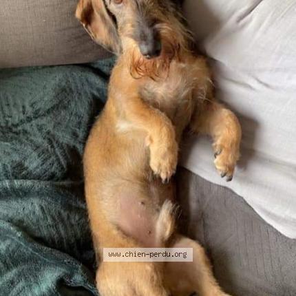 Photo 1/1 Chien retrouvé Perdu à Mouen