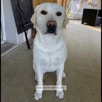 Photo 1/1 Chien retrouvé Perdu à Claveyson