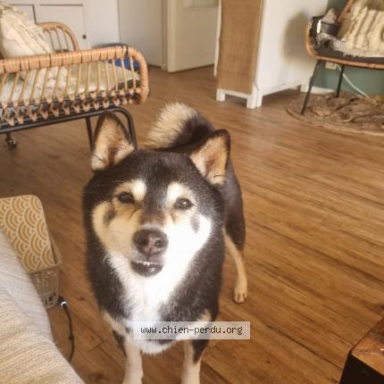 Photo 1/1 Chien retrouvé Perdu à La ville du bois