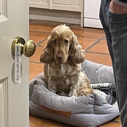 Photo 1/1 Chien retrouvé Perdu à Mouans sartoux