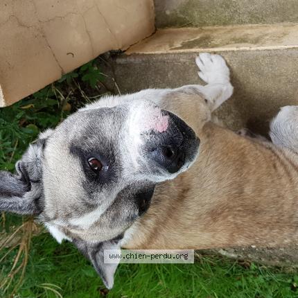 Photo 1/1 Chien retrouvé Trouvé à Echenoz la meline