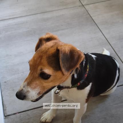 Photo de chien trouvé à Nice