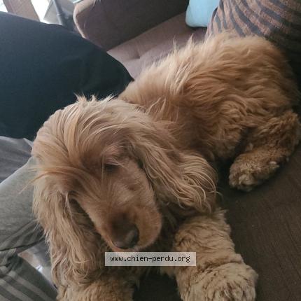 Photo 1/1 Chien retrouvé Perdu à Saint michel sur orge