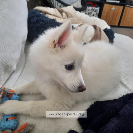 Photo 1/1 Chien retrouvé Perdu à Plouhinec