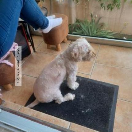 Photo de chien perdu à Montreuil