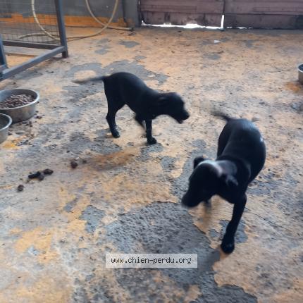 Photo de chien trouvé à Grisolles