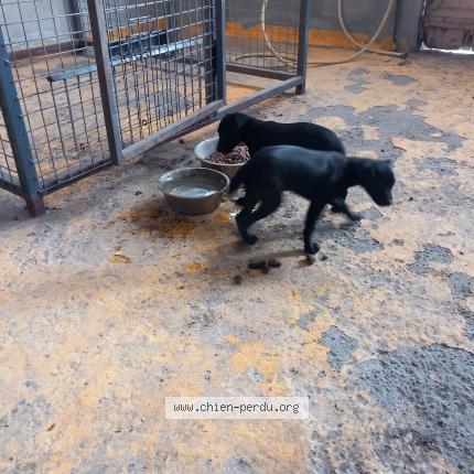 Photo de chien trouvé à Grisolles