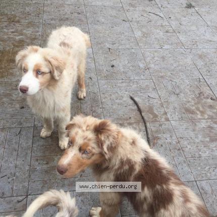 Photo de chien perdu à Gourin