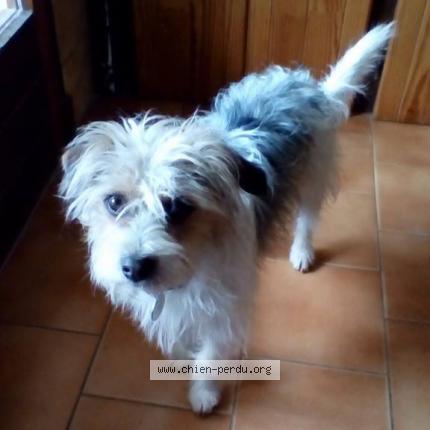 Photo de chien perdu à Saint Etienne Les Orgues