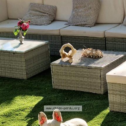 Photo de chien perdu à Saint Zacharie