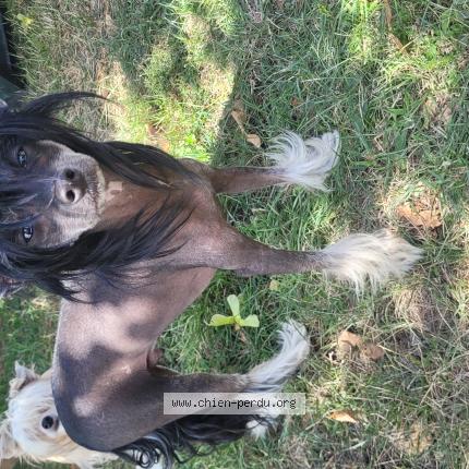Photo de chien perdu à Sainte Pereuse
