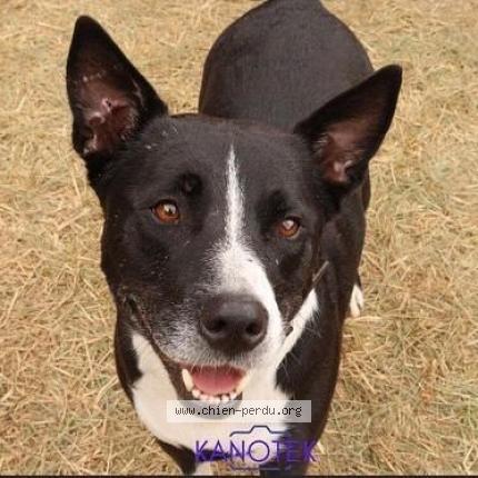 Photo de chien perdu à Carquefou