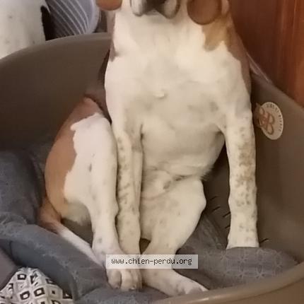 Photo de chien perdu à Saint Poix