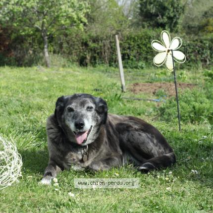 Photo de chien perdu à Neuvic