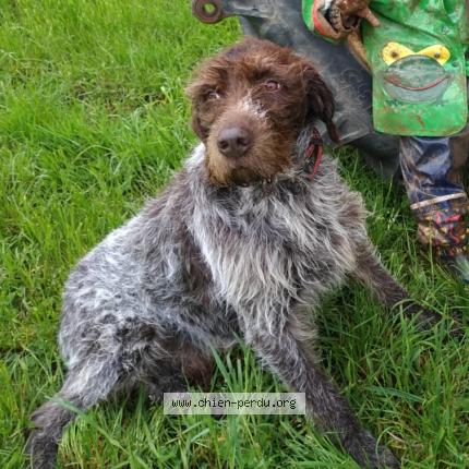 Photo de chien perdu à Neuvic