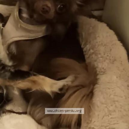 Photo de chien perdu à Six Four Les Plages