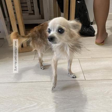 Photo 1/1 Chien retrouvé Trouvé à Santa giulia