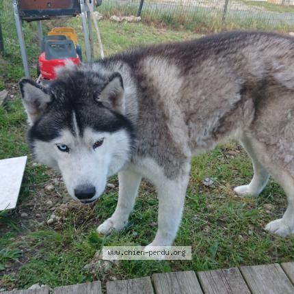 Photo de chien perdu à Leognan