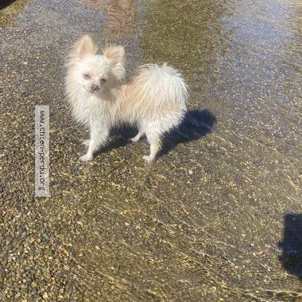 Photo de chien perdu à Nice