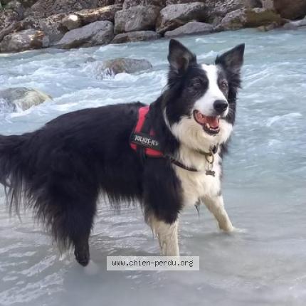 Photo de chien perdu à Deux Alpes