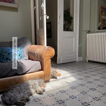 Photo 1/1 Chien retrouvé Perdu à Saint lon les mines