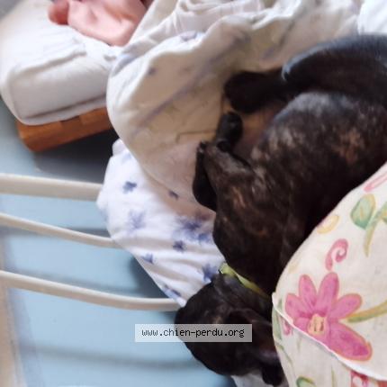 Photo 1/1 Chien retrouvé Perdu à Quimper