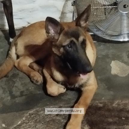 Photo de chien perdu à Combes