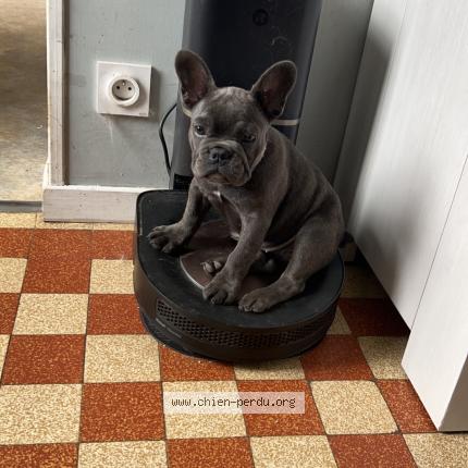 Photo de chien perdu à Cottun