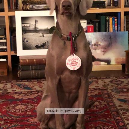 Photo 1/1 Chien retrouvé Perdu à Saint quentin de blavou