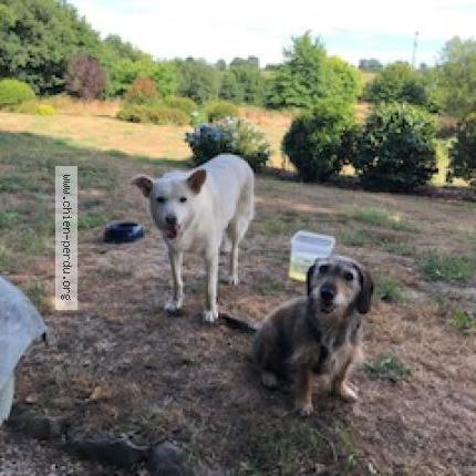 Photo de chien perdu à Plonevez Du Faou