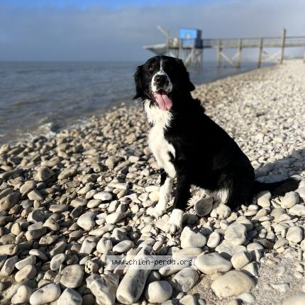 Photo de chien perdu à Esnandes