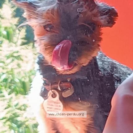 Photo de chien perdu à Montpelier