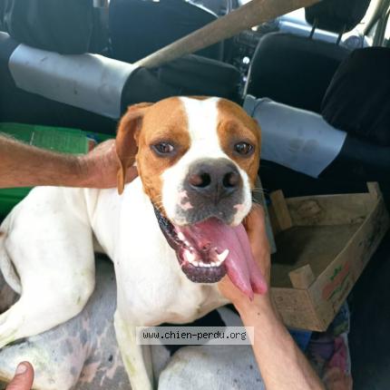 Photo 1/1 Chien retrouvé Trouvé à Noyelles sous bellonne