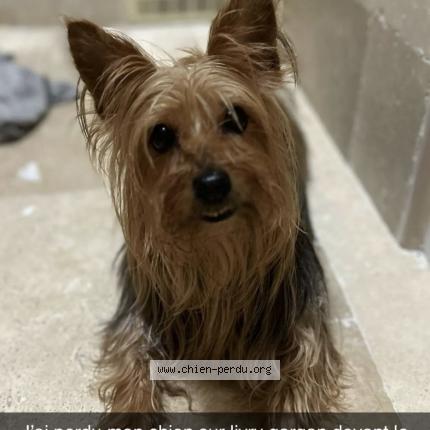 Photo 1/1 Chien retrouvé Perdu à Livry gargan