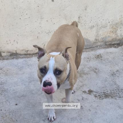 Photo 1/1 Chien retrouvé Perdu à Marseille