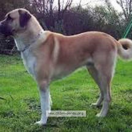 Photo de chien trouvé à San Giuliano