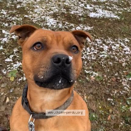 Photo 1/1 Chien retrouvé Perdu à Nangy