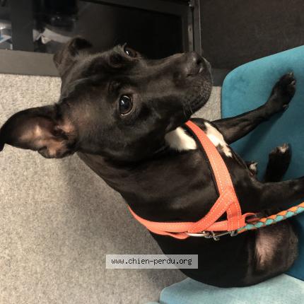 Photo de chien perdu à Lesconil