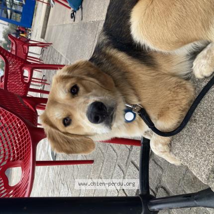 Photo de chien perdu à Poullan Sur Mer