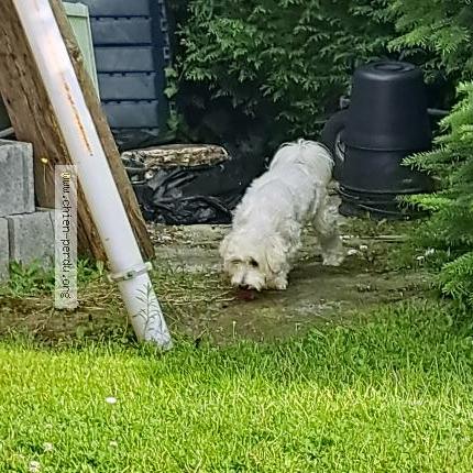 Photo 1/1 Chien retrouvé Trouvé à Avion