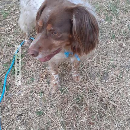 Photo 1/1 Chien retrouvé Trouvé à Venaco