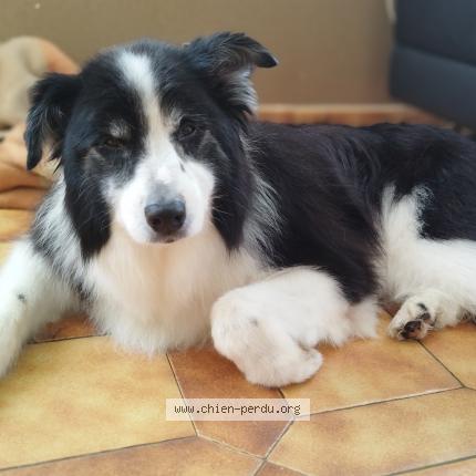 Photo 1/1 Chien retrouvé Perdu à Franconville