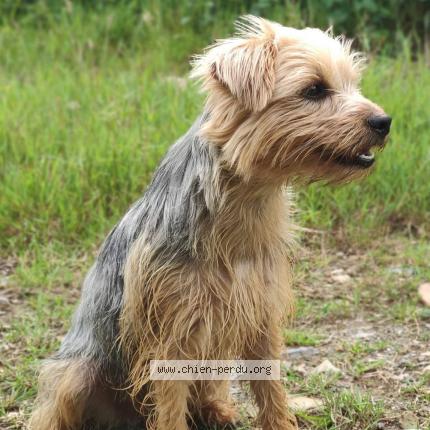 Photo 1/1 Chien retrouvé Perdu à Portsall