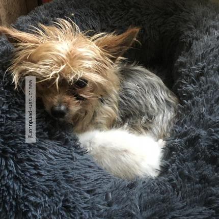 Photo 1/1 Chien retrouvé Perdu à Sotteville Les Rouen
